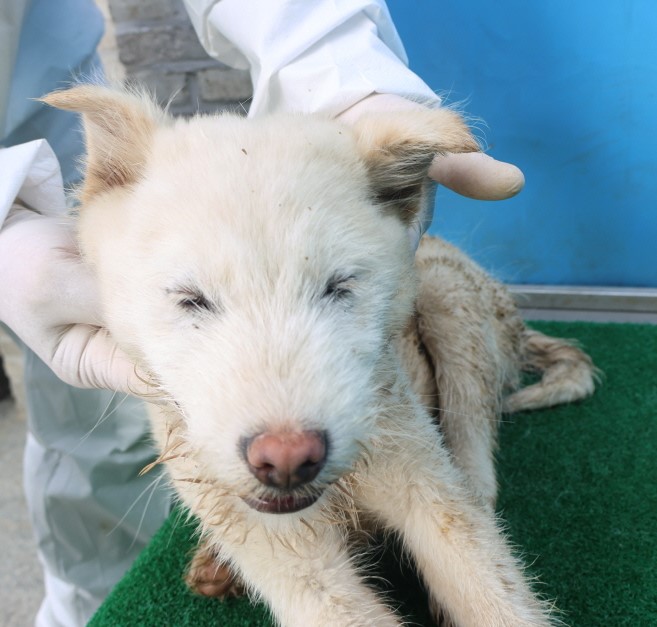 제주 동물보호센터_450650202500794
